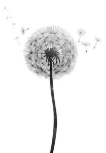 dandilion flower