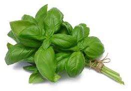 organic basil herb plant