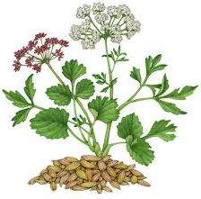 anise for cooking