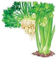 celery for cooking