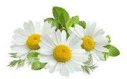 plant medicine chamomile